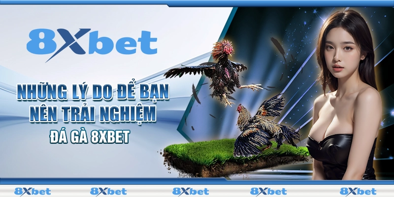 Những lý do để bạn nên trải nghiệm đá gà 8XBET